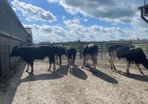 Friesian bulls