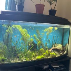 160l AQUAEL Fish tank