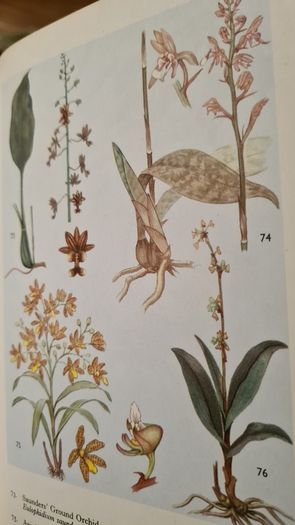 West Africa Lillies And Orchids. By J K. Morton. First Edition. Hardback In Good Condition. WITH 20 FABOLOUS PLATES WITH 80 LILLIES.