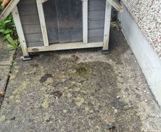 dog house