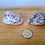 Two Tiger Cowrie Shells Image 4