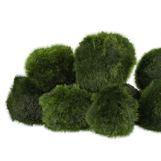Cladophora 4-5cm - 10pcs (live Moss)