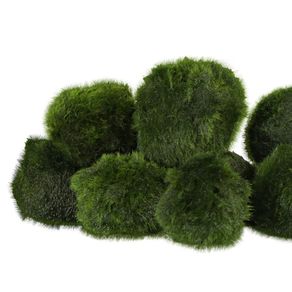 Cladophora 4-5cm - 10pcs (live Moss)