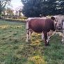 Pedigree Irish Moiled Bull Image 4