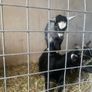 Pygmy goat Image 4