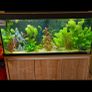 fish tank fluval roma 240l Image 2