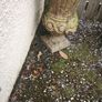 Antique garden flower pot Image 2