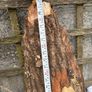 Slab of Oak Image 3