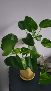 Epipremnum Photos.House plant.