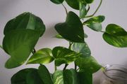 Epipremnum Photos.House plant.