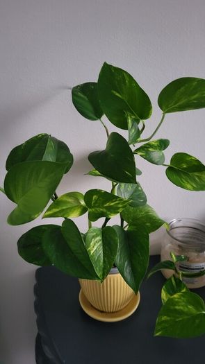 Epipremnum Photos.House plant.