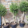 Olive tree : extra large 45cm pot Image 10