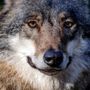 danceswithwolfs