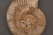 Fossilized prehistoric ammonite , With display case.