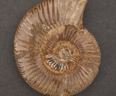 Fossilized prehistoric ammonite , With display case.