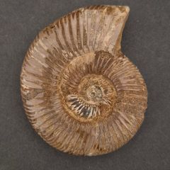 Fossilized prehistoric ammonite , With display case.
