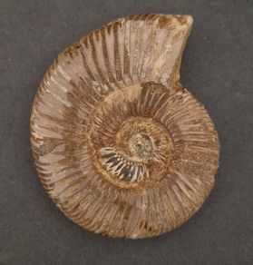Fossilized prehistoric ammonite , With display case.