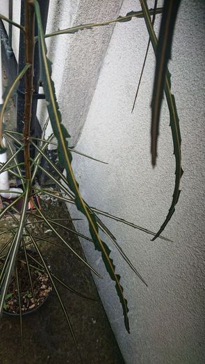 New Zealand shrub/ tree