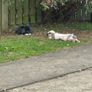 rabbit Image 3