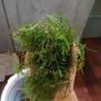 3x Moss portions (Aquatic plant) Image 2