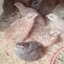Quail Hatching Eggs Image 4