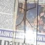 Beautiful Vietnamese Stick Insect Encased in a Clear Resin Block Image 3