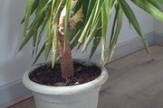 Yuka plant