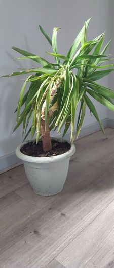 Yuka plant