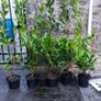 Laurel Hedging in 5 litre pot 4ft just 5 euro Image 3