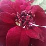 4PC X Poinsettia Artificial Flowers Image 8