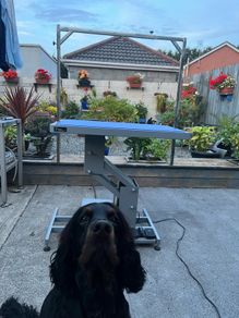 Groom Professional Plata Electric Dog Grooming Table