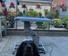 Groom Professional Plata Electric Dog Grooming Table