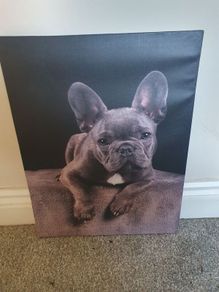 French bulldog canvas picture