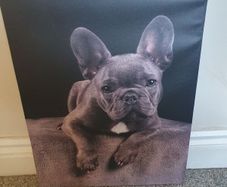 French bulldog canvas picture