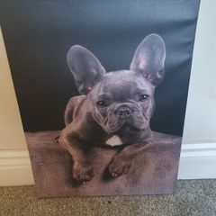 French bulldog canvas picture