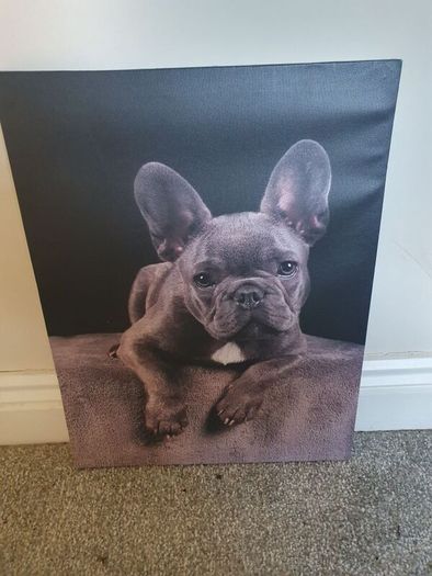 French bulldog canvas picture
