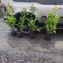 Cherry Laurel Hedging 3.5..4ft just 9.50 euro Image 2