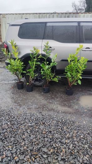Cherry Laurel Hedging 3.5..4ft just 9.50 euro