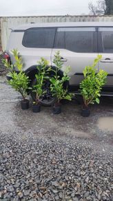 Cherry Laurel Hedging 3.5..4ft just 9.50 euro