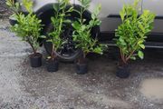 Cherry Laurel Hedging 3.5..4ft just 9.50 euro