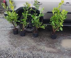 Cherry Laurel Hedging 3.5..4ft just 9.50 euro