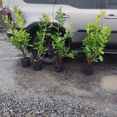 Cherry Laurel Hedging 3.5..4ft just 9.50 euro