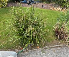 Hardy Grasses
