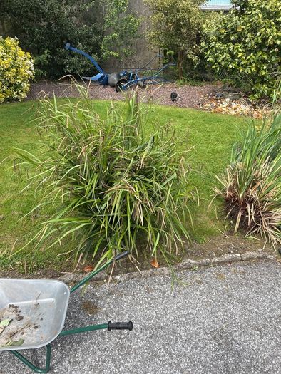 Hardy Grasses