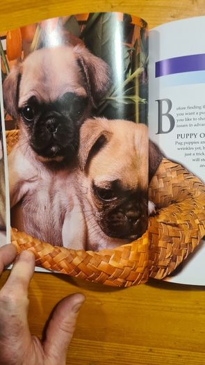 The Pug By Susan. M. Ewing. Wayne Hunthausen, D. V. M. Consulting Vetenary Editor. Large Volume Book In Very Good Condition.