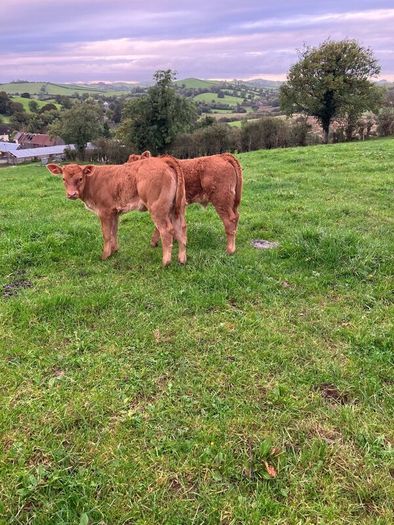 Incalf Heifers for sale