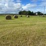 Hay round bales Image 6