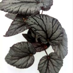 Begonia