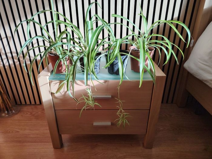 Spider Plant