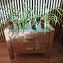 Spider Plant Image 4
